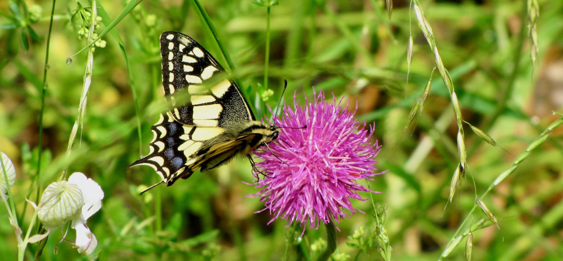 Blüte mit Schwalbenschwanz