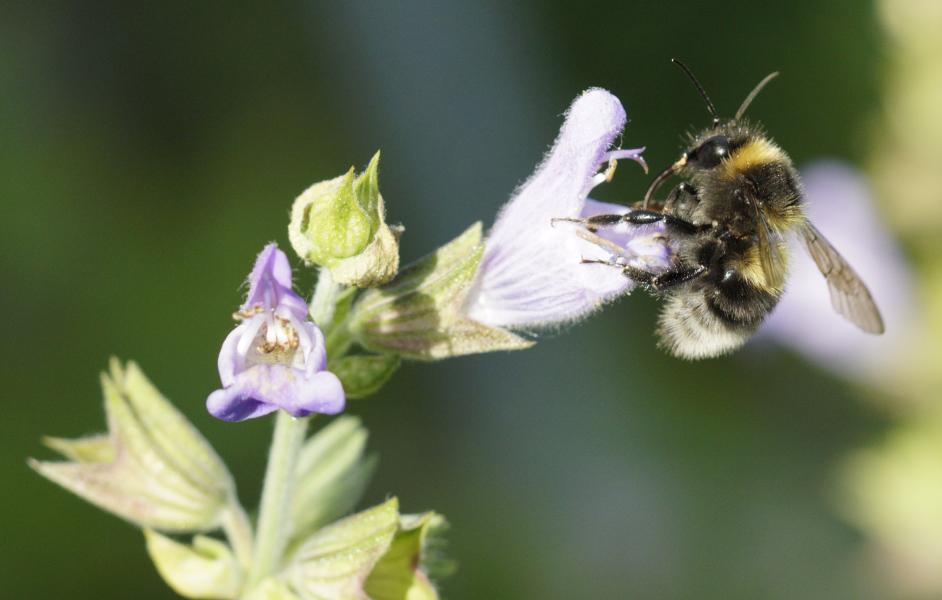 Hummel