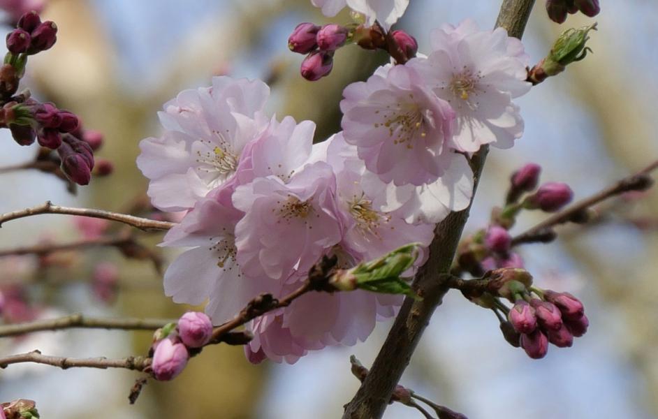 Frühlingserwachen